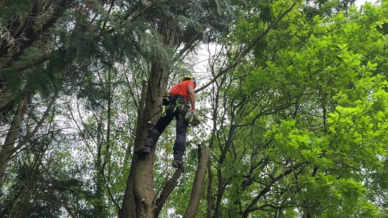 How Our Tree Care Process Works  in  Young Harris, GA